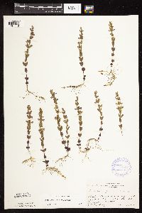 Scutellaria leonardii image