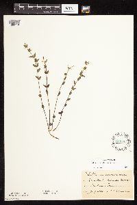 Scutellaria leonardii image