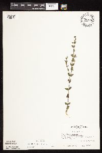 Scutellaria leonardii image