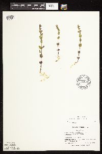 Scutellaria leonardii image