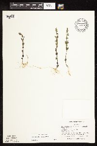 Scutellaria leonardii image