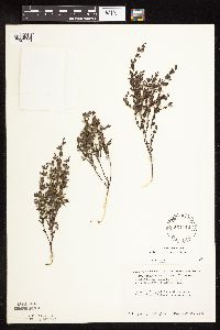 Scutellaria leonardii image