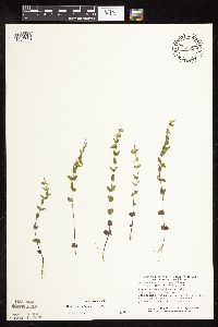 Scutellaria leonardii image