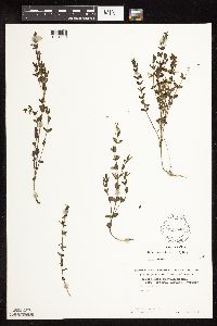 Scutellaria leonardii image