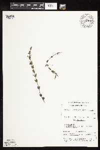 Scutellaria leonardii image