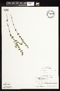 Scutellaria leonardii image