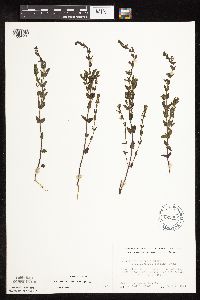 Scutellaria leonardii image