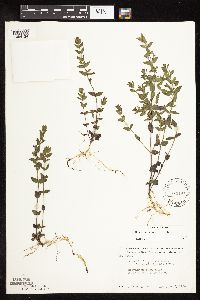 Scutellaria leonardii image