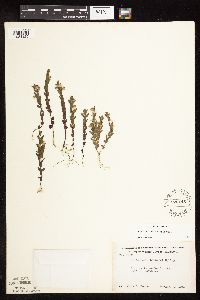Scutellaria leonardii image