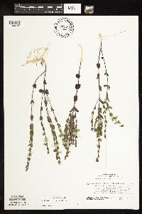 Scutellaria leonardii image