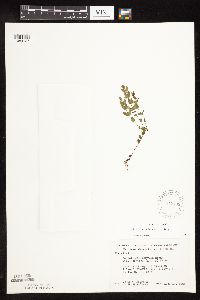 Scutellaria leonardii image