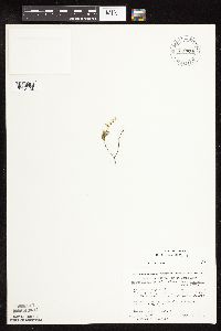 Scutellaria leonardii image