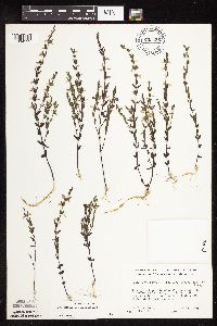 Scutellaria leonardii image