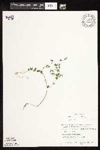 Scutellaria leonardii image