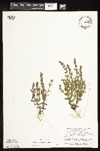 Scutellaria leonardii image