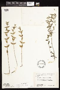 Scutellaria leonardii image