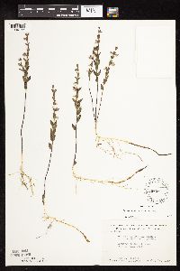Scutellaria leonardii image