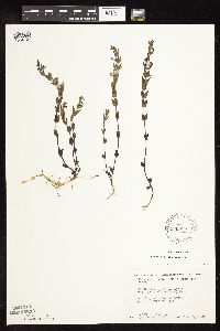 Scutellaria leonardii image