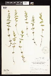 Scutellaria leonardii image
