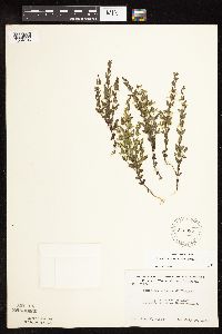 Scutellaria leonardii image