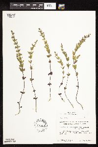 Scutellaria leonardii image
