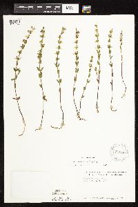 Scutellaria leonardii image