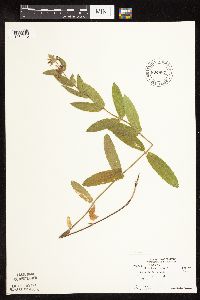 Scutellaria leonardii image