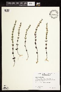 Scutellaria leonardii image