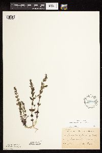 Scutellaria leonardii image