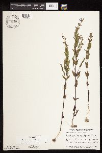 Scutellaria leonardii image
