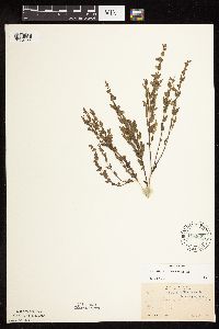 Scutellaria leonardii image