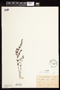 Scutellaria leonardii image