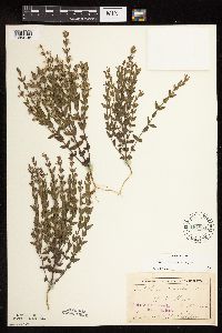 Scutellaria leonardii image