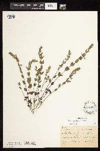 Scutellaria leonardii image