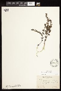 Scutellaria leonardii image