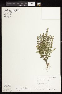 Scutellaria leonardii image