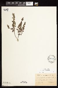 Scutellaria leonardii image