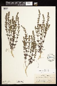 Scutellaria leonardii image