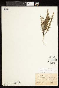 Scutellaria leonardii image