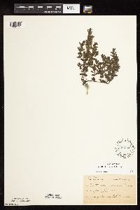 Scutellaria leonardii image