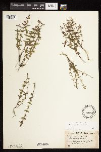 Scutellaria leonardii image