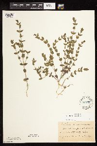 Scutellaria leonardii image