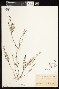 Scutellaria leonardii image