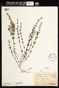 Scutellaria leonardii image