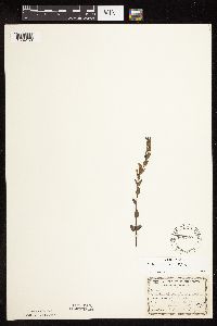 Scutellaria leonardii image