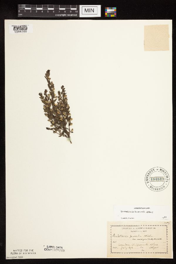 Scutellaria leonardii image