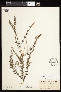 Scutellaria leonardii image