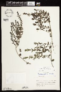 Scutellaria leonardii image