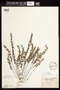Scutellaria leonardii image