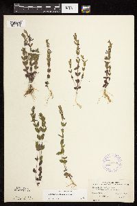 Scutellaria leonardii image